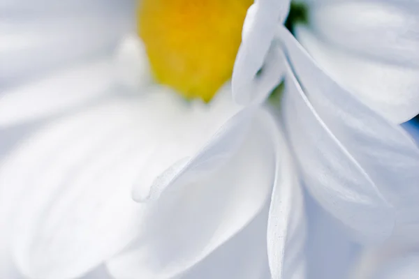 Weiße Chrysanthemenblüten — Stockfoto
