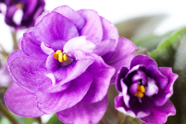 Violetta blommor — Stockfoto