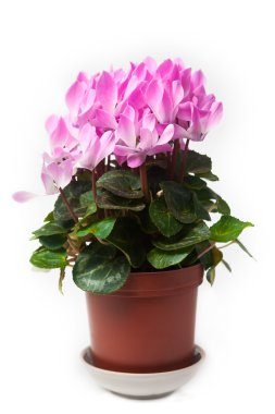 Pink cyclamen flower clipart