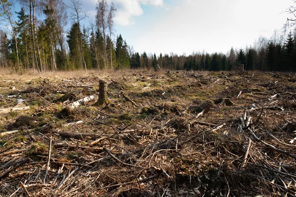 Cięcia lasu — Zdjęcie stockowe
