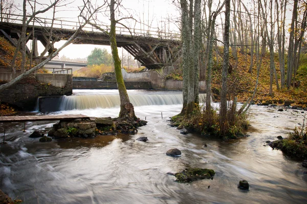 stock image River in forest