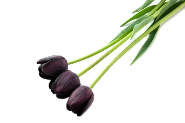 Tulipán negro — Foto de Stock