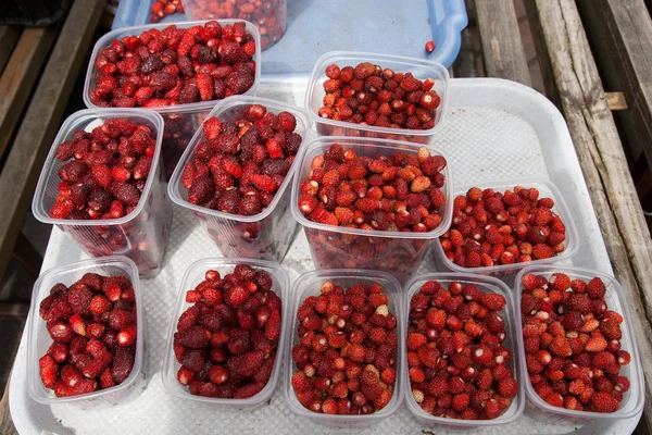 야생 딸기 — 스톡 사진