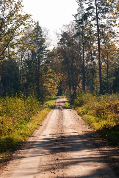 Drogi lasu na słoneczny jesienny dzień — Zdjęcie stockowe