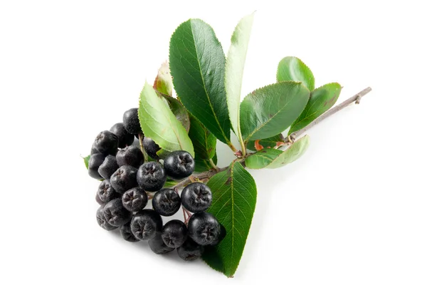 Black Chokeberry (Aronia) — Stock Photo, Image
