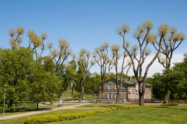 Городской парк со странными деревьями — стоковое фото