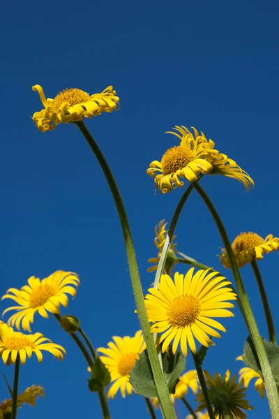 Yellow spring flowers against blue sky — Stock Photo, Image