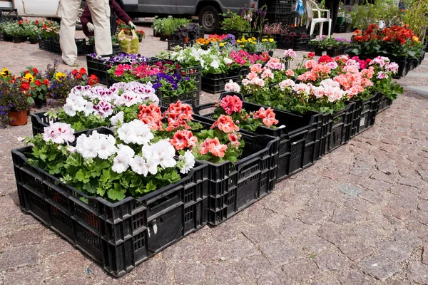 Wiosenne kwiaty w skrzynkach na rynku — Zdjęcie stockowe