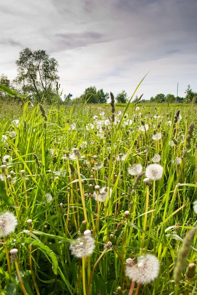 Stock image Summer field in evening