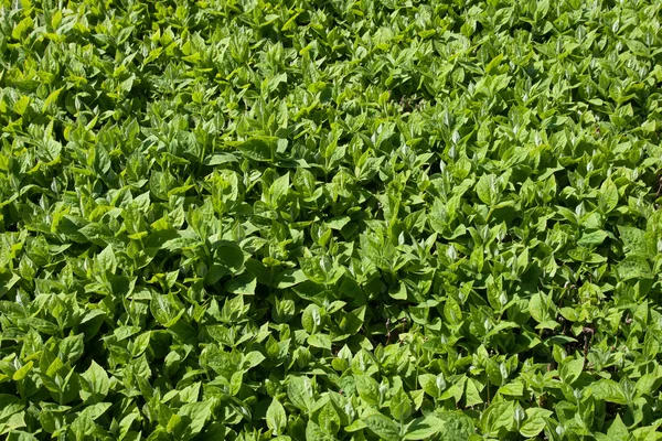 stock image Green leaves