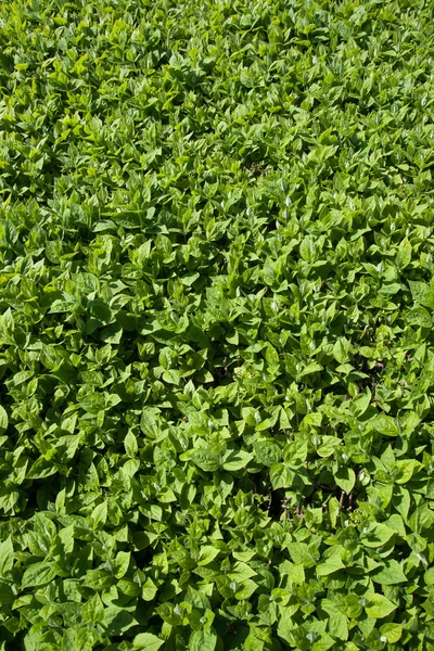 stock image Green leaves