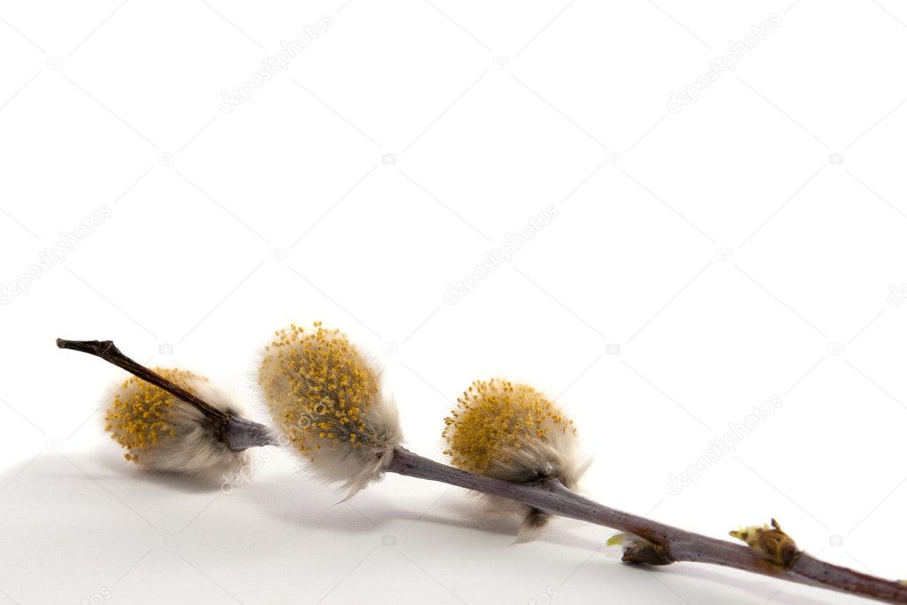 Spring Pussy Willows with catkins