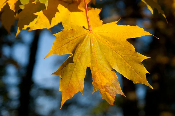 stock image Autumn leaves