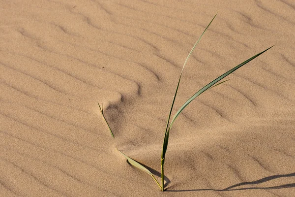 stock image Beach sand