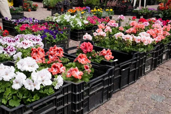 봄 꽃 시장에서 상자에 — 스톡 사진