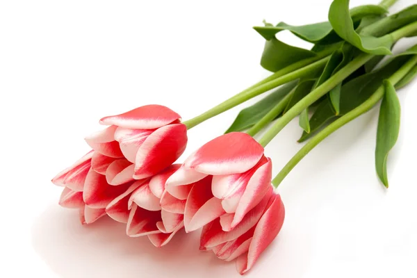 stock image Tulips