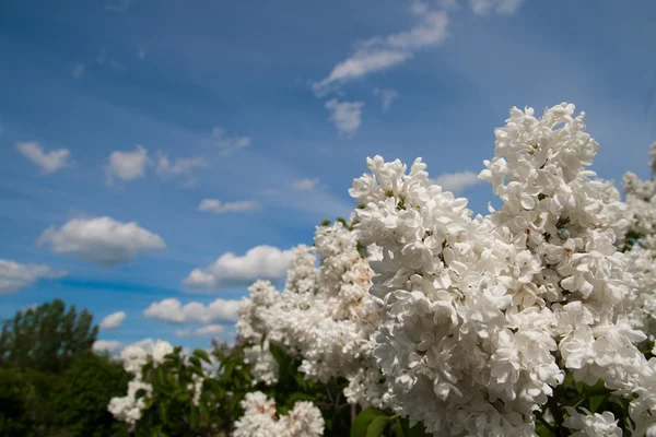 Lilac on blue sky — Stock Photo, Image