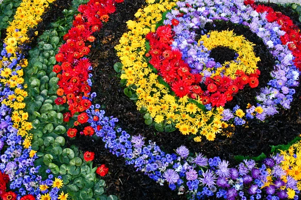 Flower carpet — Stock Photo, Image