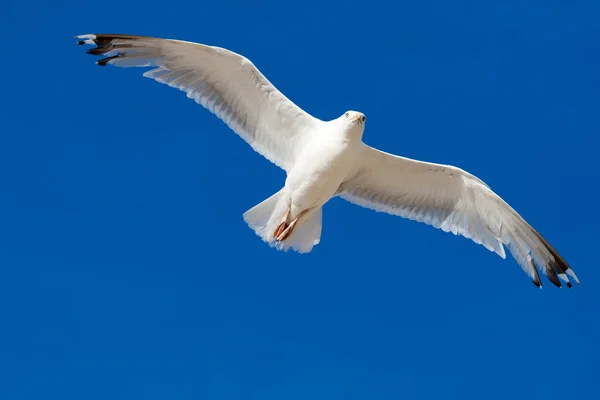 stock image Sea bird seagull