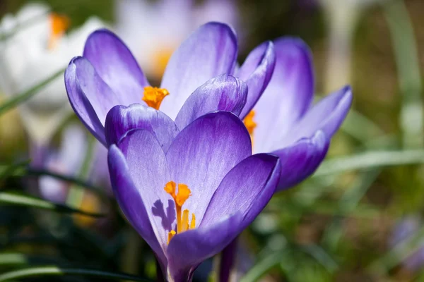 Niebieski krokusy na wiosnę — Zdjęcie stockowe