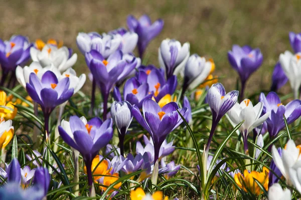 Dużo fioletowy krokus kwiaty wiosną — Zdjęcie stockowe