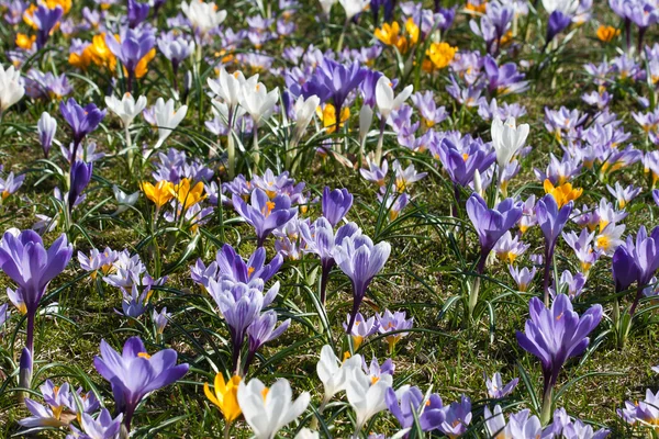 Dużo fioletowy krokus kwiaty wiosną — Zdjęcie stockowe