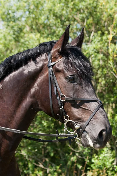 Sport cavallo ritratto — Foto Stock