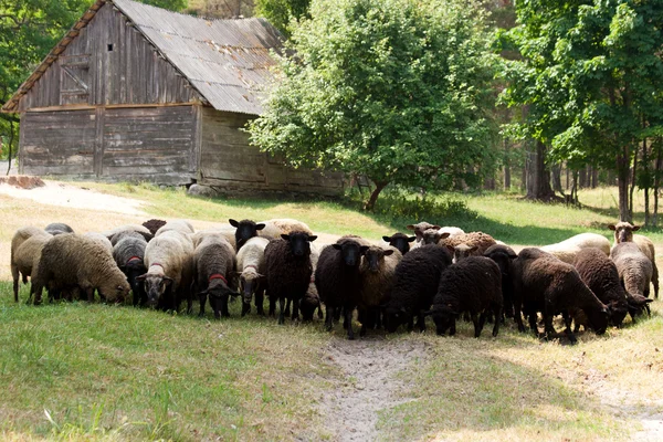 Schafe auf einer Landstraße — Stockfoto