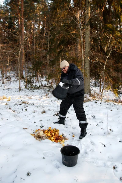 Fôring av dyr i vinterskog – stockfoto