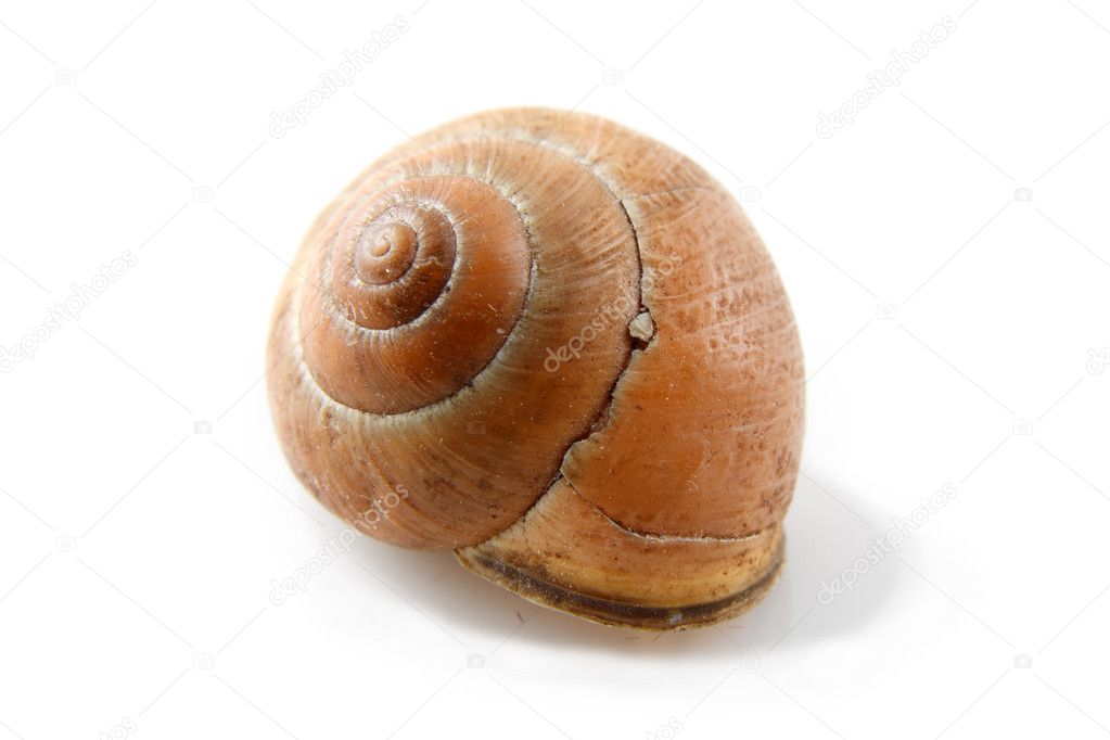 Simple sea shell