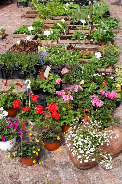花卉植物和花盆 — 图库照片