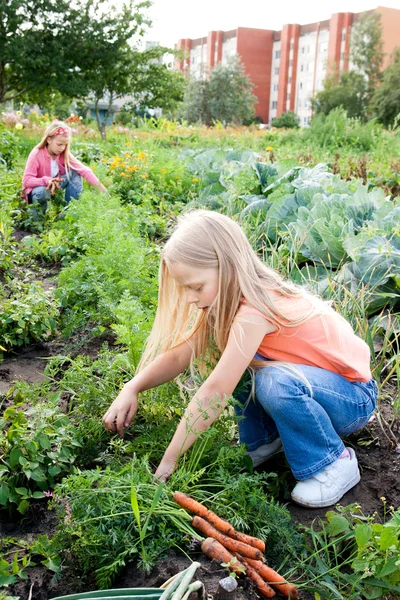 Young girls working in vegetable garden — Stock Photo, Image