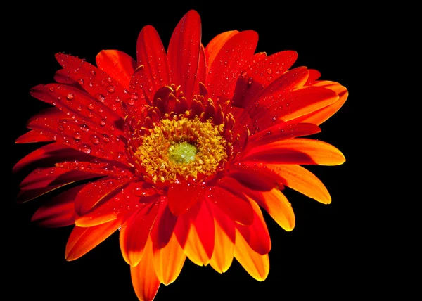 Orange gerber daisy 2 — Stock Photo, Image