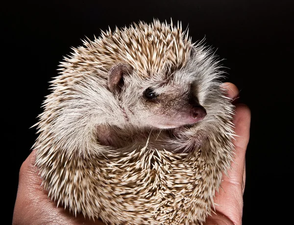 stock image Hedge hog in hand