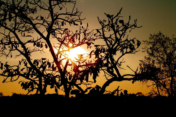 stock image AMANECER EN AFRICA