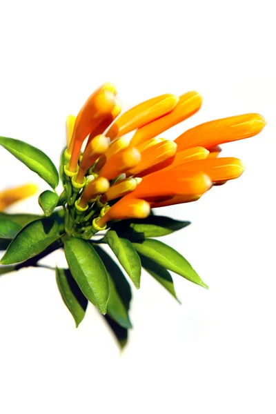 stock image Orange flower