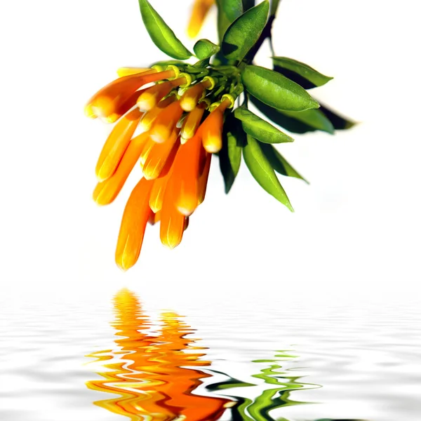 Fleur orange Image En Vente
