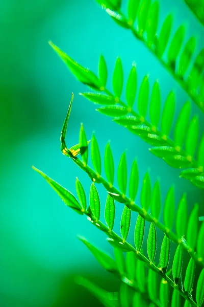 stock image Fern leaves