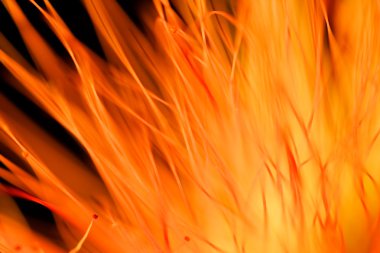 çiçek odak parçası dışında soyut vurdu