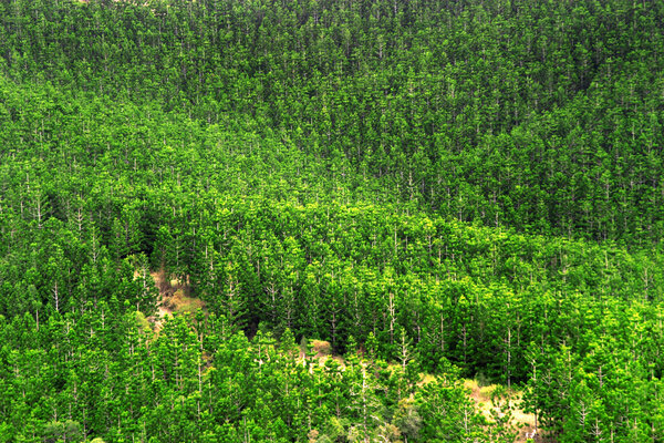 Can't see the forest for the trees