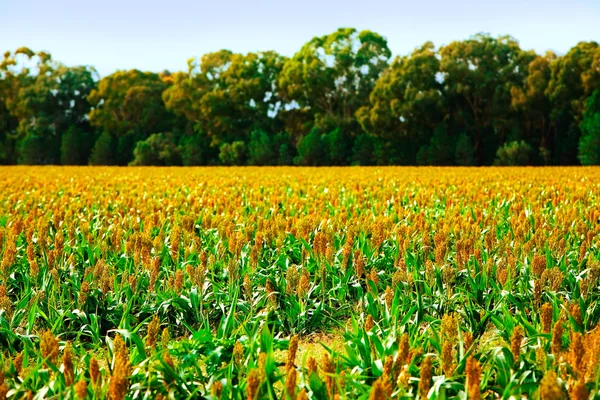 Getreidefeld unter blauem Himmel — Stockfoto