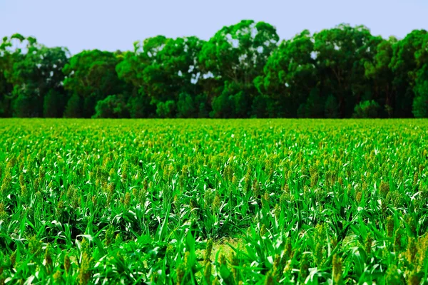 Campo de colheitas abaixo de um céu azul Fotografias De Stock Royalty-Free