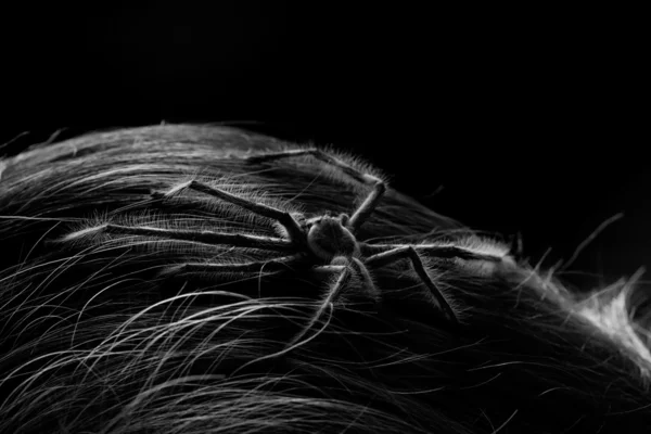 Hairy spider — Stockfoto