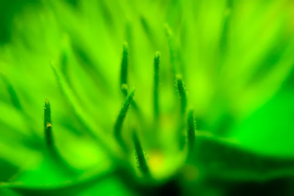 stock image Green tentacles