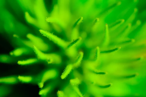 Tentáculos verdes — Foto de Stock