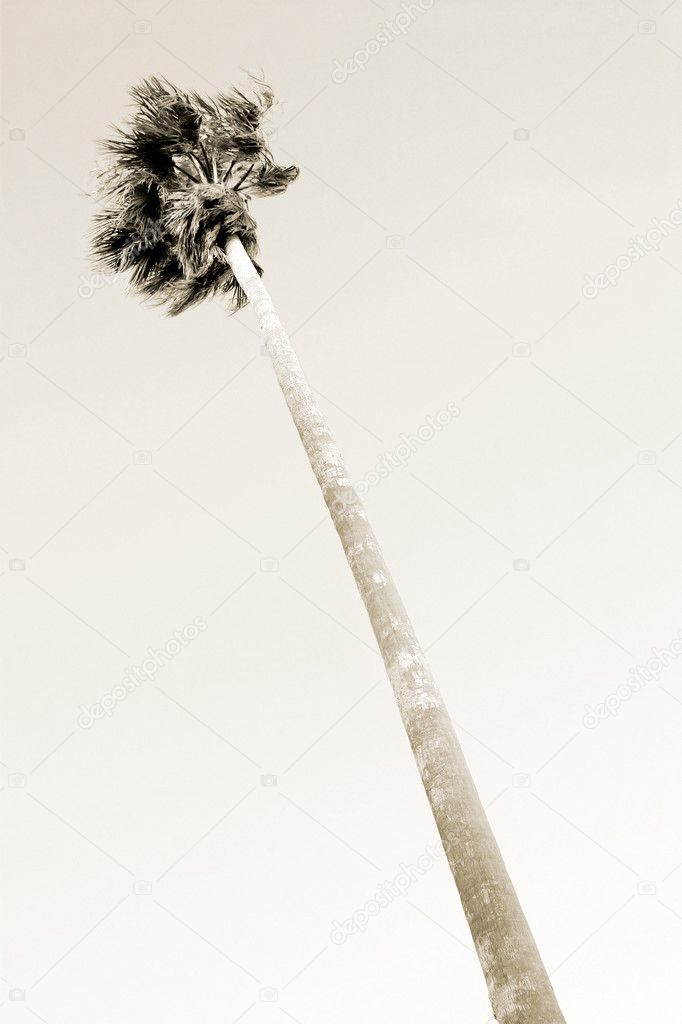 Tall palm tree blows in the wind