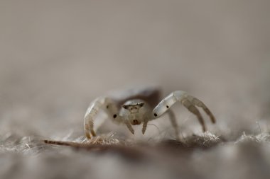 makro çekim örümcek atlama