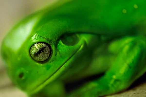 stock image Eye of frog