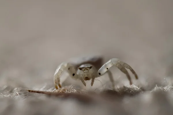 stock image Macro shot of jumping spider