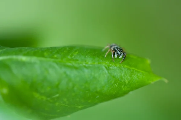 stock image Jumping spider